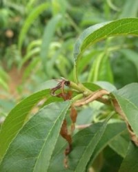 纸怎么组词(纸怎么组词最好听)