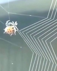 蜘蛛织怎么组词