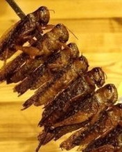 很稀有的蚂蚱怎么组词