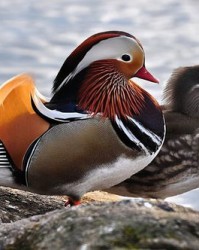 鸳鸯怎么组词鸳鸯的鸯