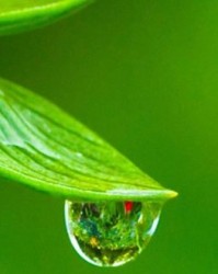 露珠的露怎么组词和拼音