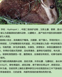 麝组词(麝组词和部首)