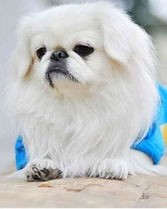 狗的组词怎么了