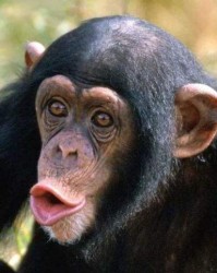 猩猩的那个怎么组词