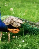 播放孔雀怎么组词