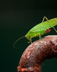 飞翔的翔怎么组词(飞翔的翔怎么组词小度小度)