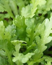 茼蒿茼蒿的怎么组词