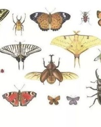 蝴蝶的虫怎么组词啊