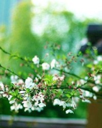 春天的春冲怎么组词