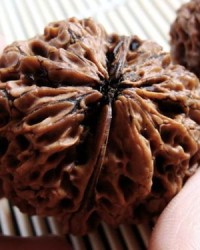 核桃还可以怎么组词