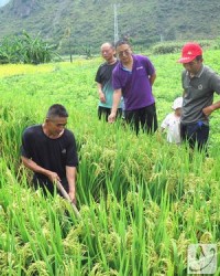 稻田的到可以怎么组词