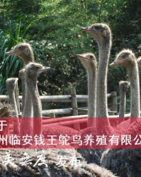 鸵鸟的鸵怎么组词