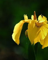 黄色的花怎么组词呀