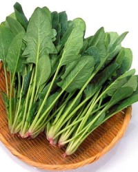 菠菜的菠能怎么组词