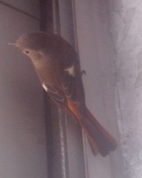 有鸟儿的图片怎么组词啊