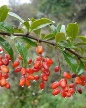 茱萸的萸还能怎么组词