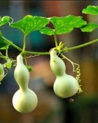 葫芦的芦怎么组词