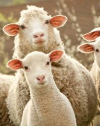 羊的眼怎么组词啊