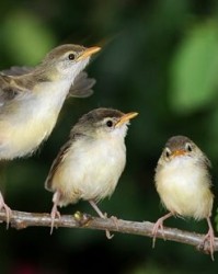 黄莺鸟怎么组词