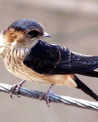 益鸟的益可以怎么组词