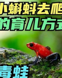 水洼的蛙还能怎么组词