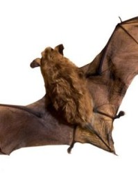 蝙蝠的蝙怎么组词