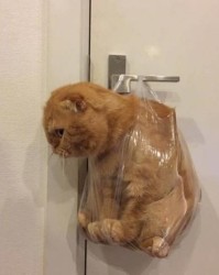 馋小馋猫的馋怎么组词