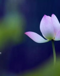 风什么一花什么怎么组词