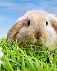 我想听兔怎么组词呀