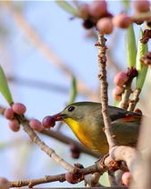 有鸟儿的图片怎么组词