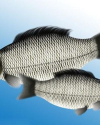 鲫鱼的鲫怎么怎么组词