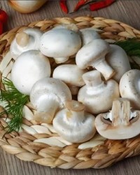 口蘑的蘑怎么组词