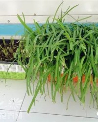 韭菜的韭怎么组词