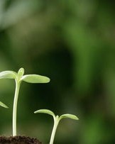 茁和移怎么组词