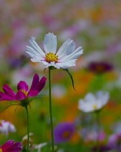 格桑的桑怎么组词