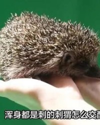 刺猬的猬怎么组词