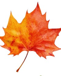 枫枫枫叶的枫怎么组词