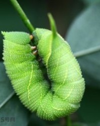 豆虫的豆怎么组词