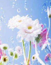 妍的组词是什么(妍怎么读怎么组词)