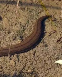 蚂蟥蚂蝗怎么组词