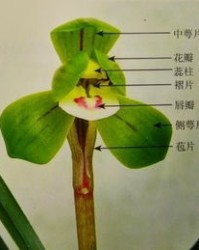 何谓喙怎么组词