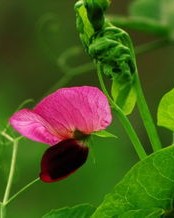 春天的花怎么组词