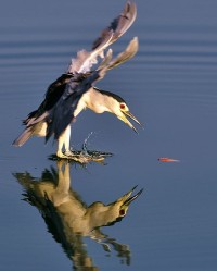 矫健的矫怎么组词