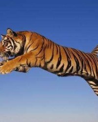 最虎的虎怎么组词