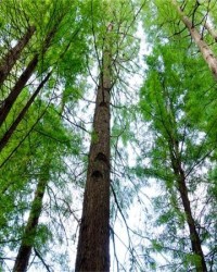 状怎么组词(状怎么组词组)