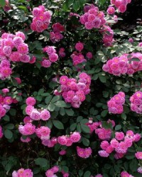 野蔷薇的蔷可以怎么组词