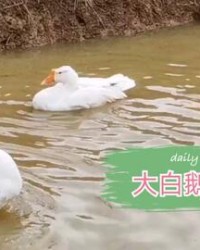 鸡窝鹅怎么组词