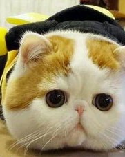多么的猫怎么组词