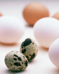 鹌鹑蛋可以怎么组词