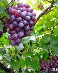 小度葡萄怎么组词